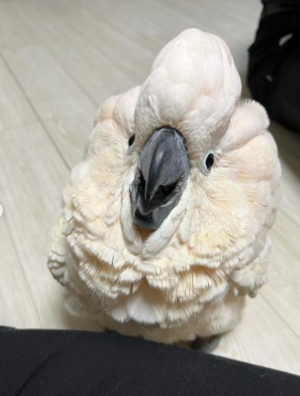 12 Months Old Moluccan Cockatoo Parrot - Image 4