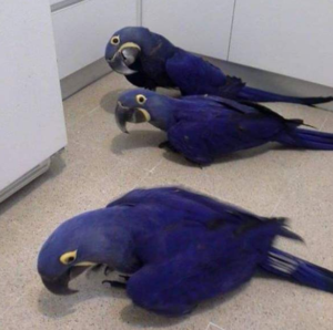 3-Year-Old Hyacinth Macaw Parrot for Sale - Image 4