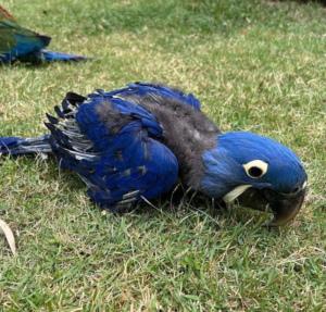 3-Month-Old Hyacinth Macaw Parrot for Sale - Image 4