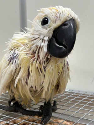 03 Month-Old Moluccan Cockatoo Parrot for Sale - Image 5