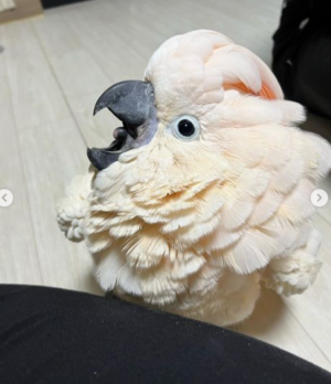 12 Months Old Moluccan Cockatoo Parrot - Image 5