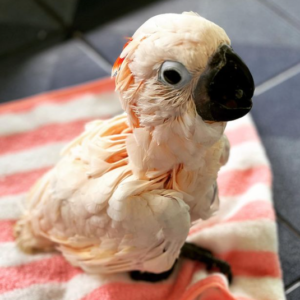 12 Months Old Moluccan Cockatoo Parrot - Image 3