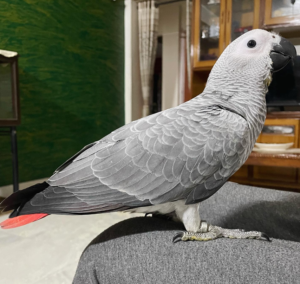 01 Year-Old African Grey Parrot for Sale - Image 2