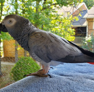 03 Year-Old African Grey Parrot for Sale - Image 2