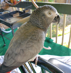 03 Year-Old African Grey Parrot for Sale - Image 3