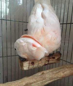 2-Year-Old Healthy Moluccan Cockatoo for Sale - Image 4