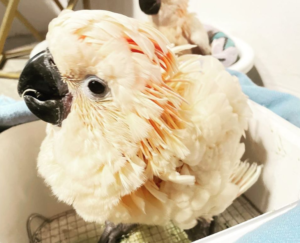 03 Month-Old Moluccan Cockatoo Parrot for Sale