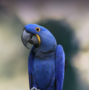 05 Year-Old Hyacinth Macaw Parrot for Sale - Image 6