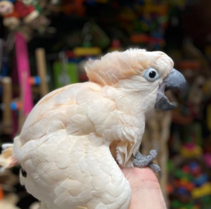 03 Month-Old Moluccan Cockatoo Parrot for Sale - Image 4