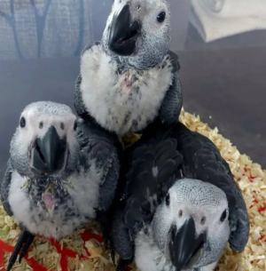 03 Months Old African Grey Parrot - Image 5