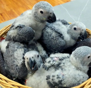 03 Months Old African Grey Parrot - Image 4