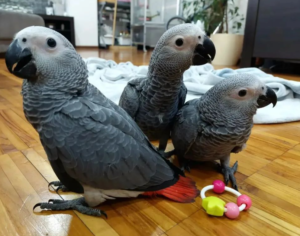 03 Months Old African Grey Parrot - Image 3