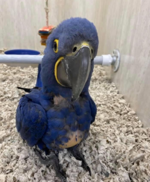 6-Month-Old Hyacinth Macaw Parrot for Sale - Image 2