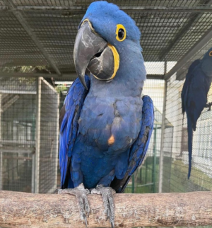 6-Month-Old Hyacinth Macaw Parrot for Sale