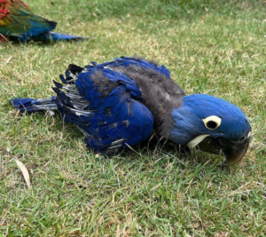 6-Month-Old Hyacinth Macaw Parrot for Sale - Image 4