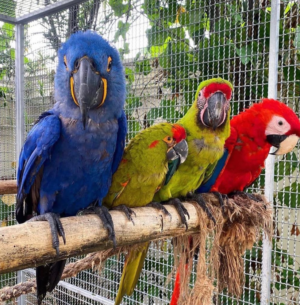 01 Year Old Hyacinth Macaw Parrot for Sale - Image 3