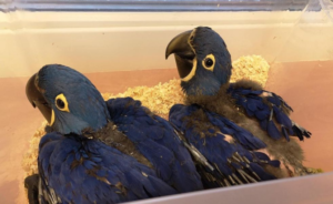 3-Month-Old Hyacinth Macaw Parrot for Sale - Image 5