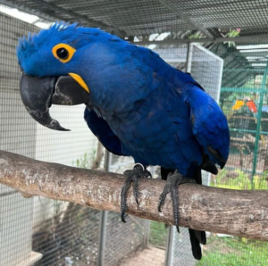 05 Year-Old Hyacinth Macaw Parrot for Sale - Image 5