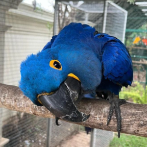 05 Year-Old Hyacinth Macaw Parrot for Sale - Image 4