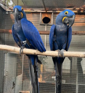 05 Year-Old Hyacinth Macaw Parrot for Sale - Image 2