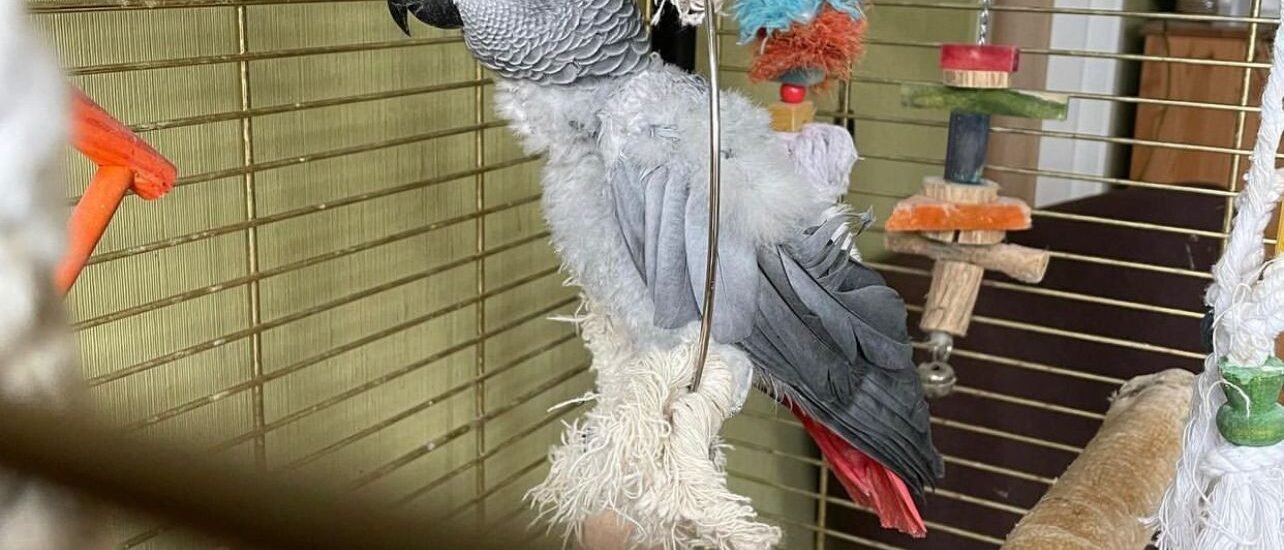 African grey parrot for sale usa