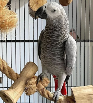 01 Year-Old African Grey Parrot for Sale