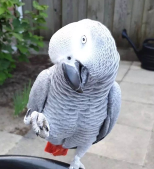 5-Year-Old African Grey Parrot for Sale - Image 3