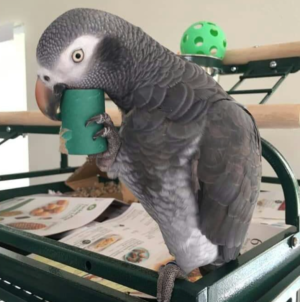 03 Year-Old African Grey Parrot for Sale