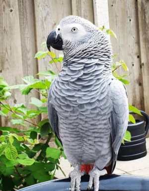 5-Year-Old African Grey Parrot for Sale