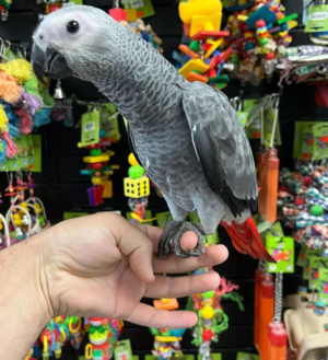 09 Month Old African Grey Parrot for Sale - Image 4