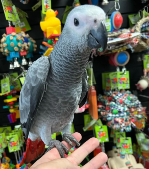 09 Month Old African Grey Parrot for Sale