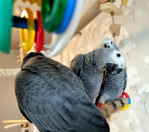 5-Year-Old African Grey Parrot for Sale - Image 4