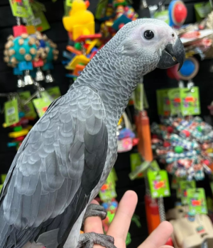 06 Months Old African Grey Parrot - Image 5