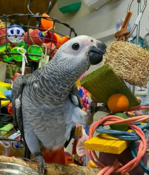 5-Year-Old African Grey Parrot for Sale - Image 5