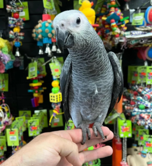 06 Months Old African Grey Parrot