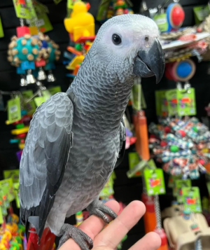 09 Month Old African Grey Parrot for Sale - Image 5