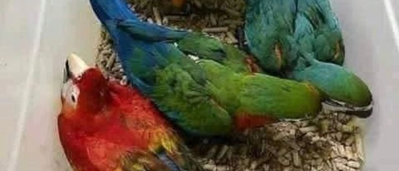 Macaw parrot for sale usa