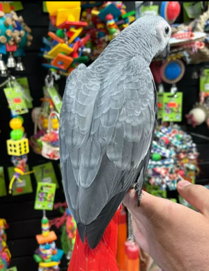 06 Months Old African Grey Parrot - Image 4